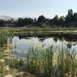 Jean Ford Wildflower Hike